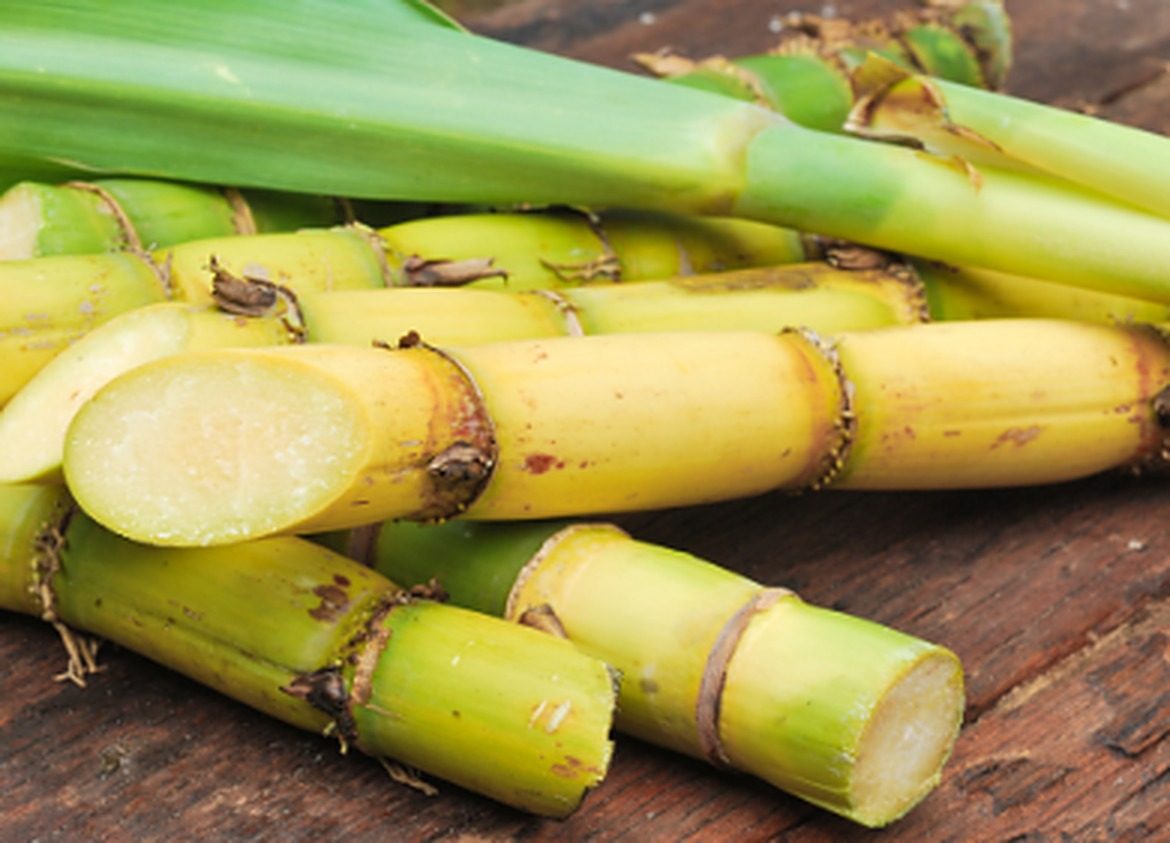 A career in cane sugar